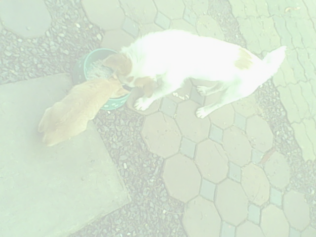 Thai cat and dog share a bowl of rice